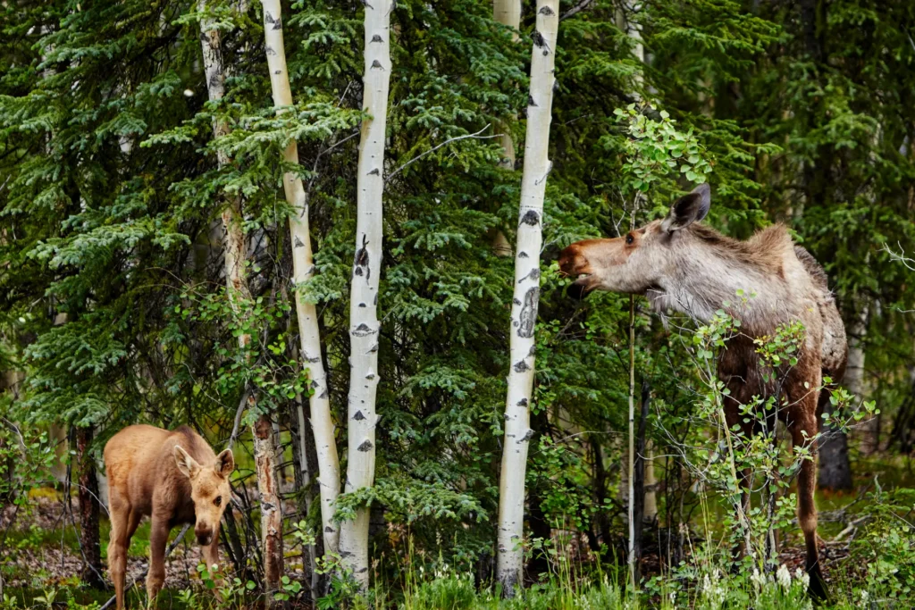 Calf and mother moose (alces) feeding on tree foliage, Denali National Park, Alaska, USA